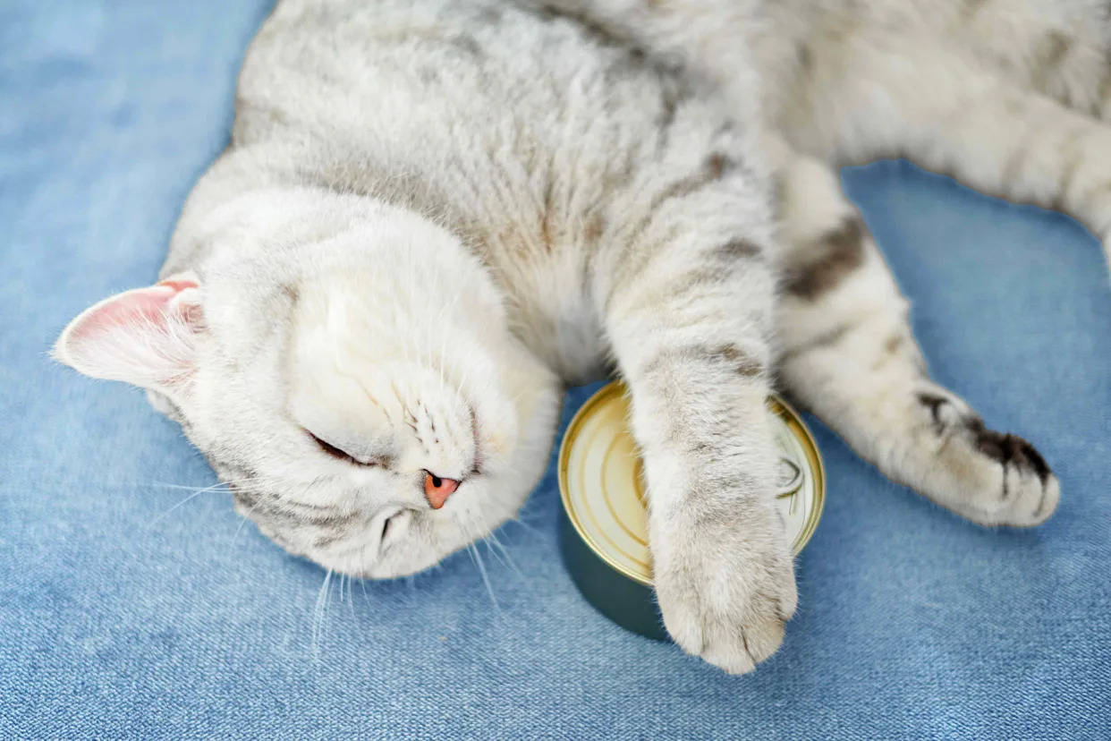 Can You Donate Cat Toys