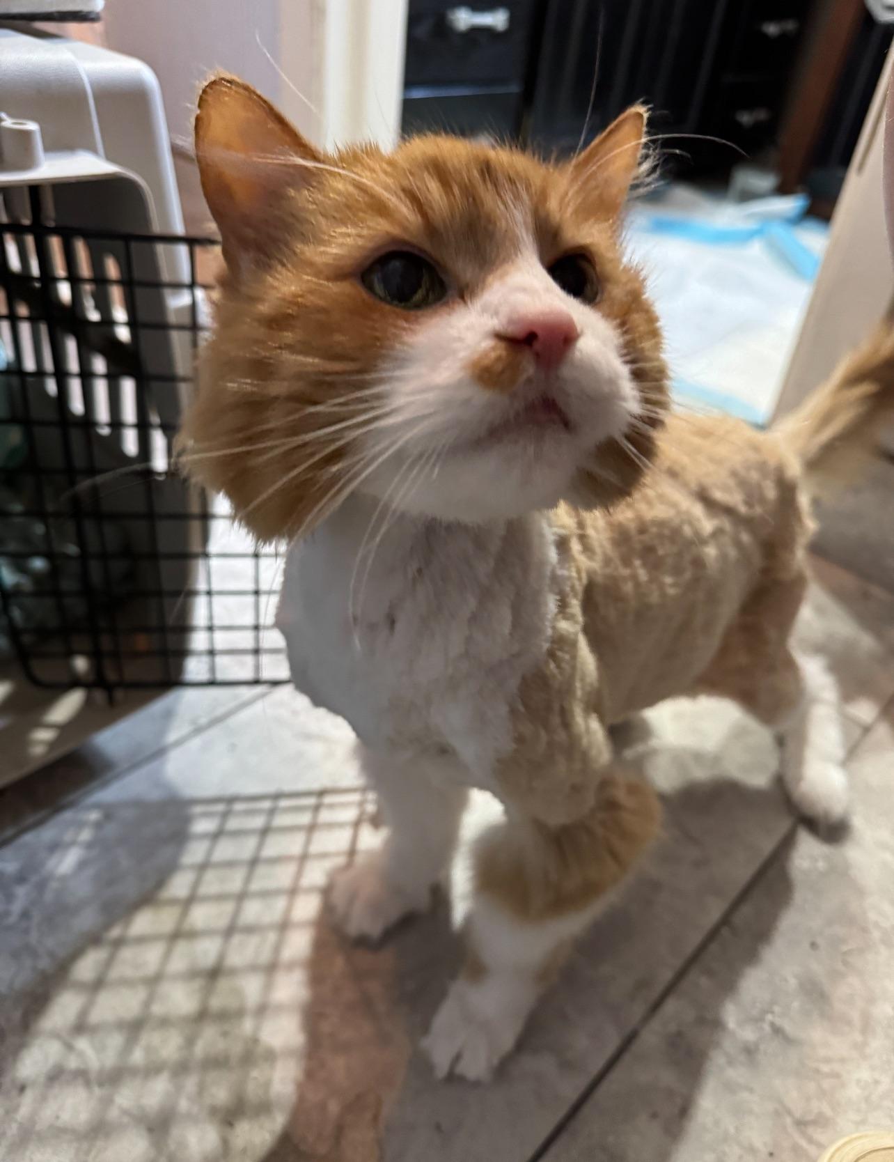 Can You Groom a 21 Year Old Cat
