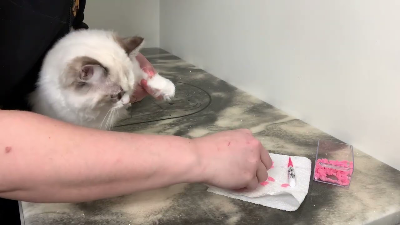 Can You Groom a Ragdoll Cat