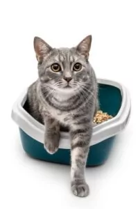 Can You Move a Cats Litter Box