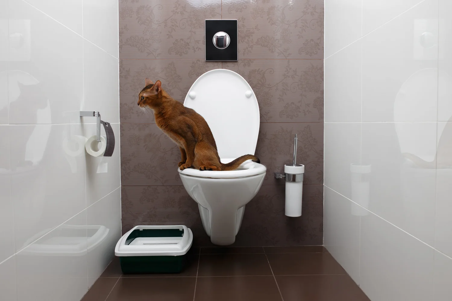 Can You Potty Train Cats: Ultimate Guide to Success Fast