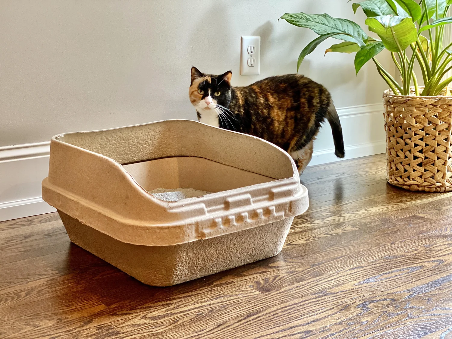 Can You Recycle Cat Litter Boxes