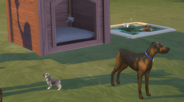Can You Save Custom Breeds Sims 4 Cats Dogs