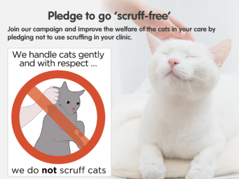 Can You Sedate Cat for Grooming