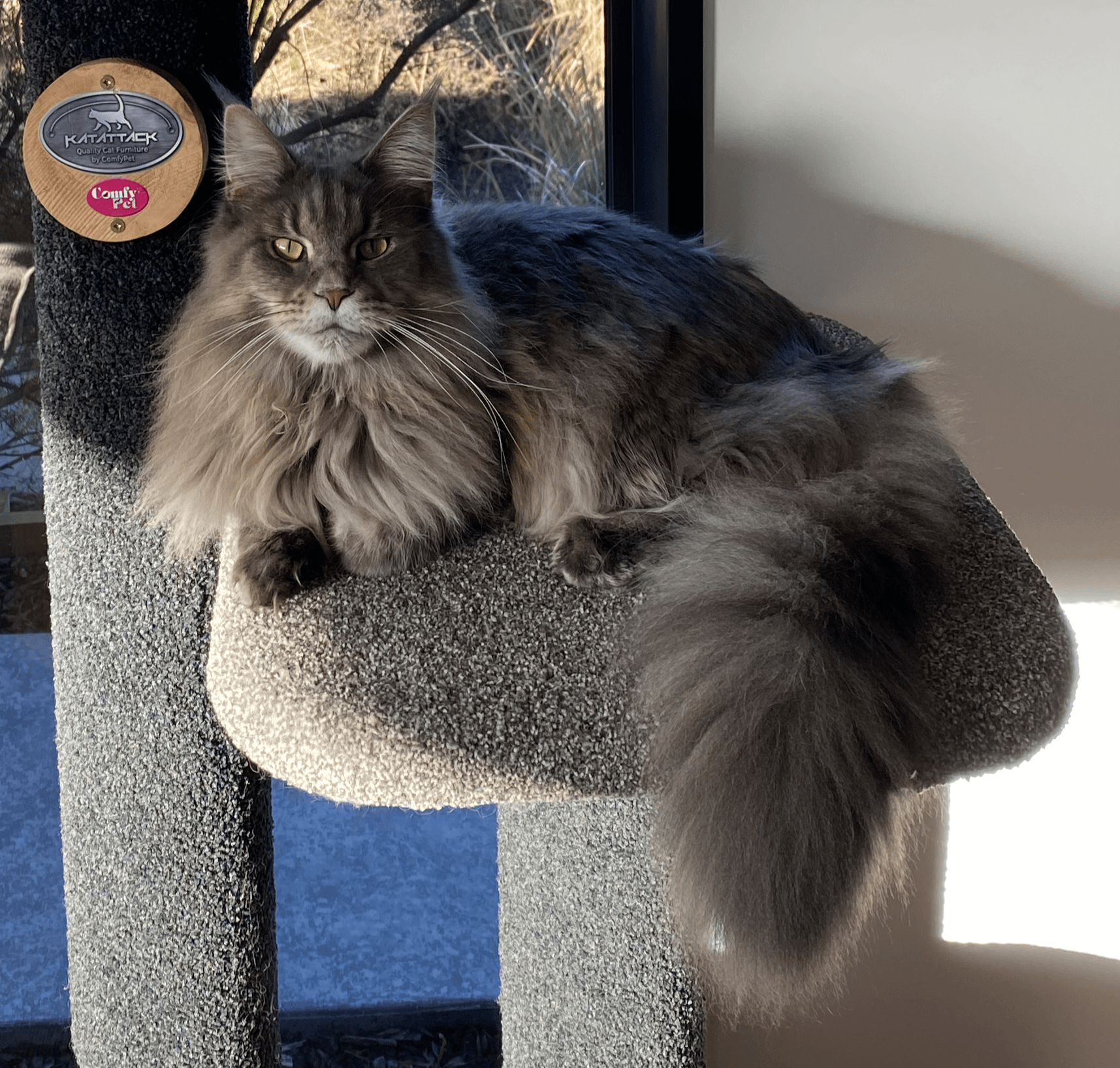 Could My Cat Have Been a Breeder? Uncover the Truth Today!