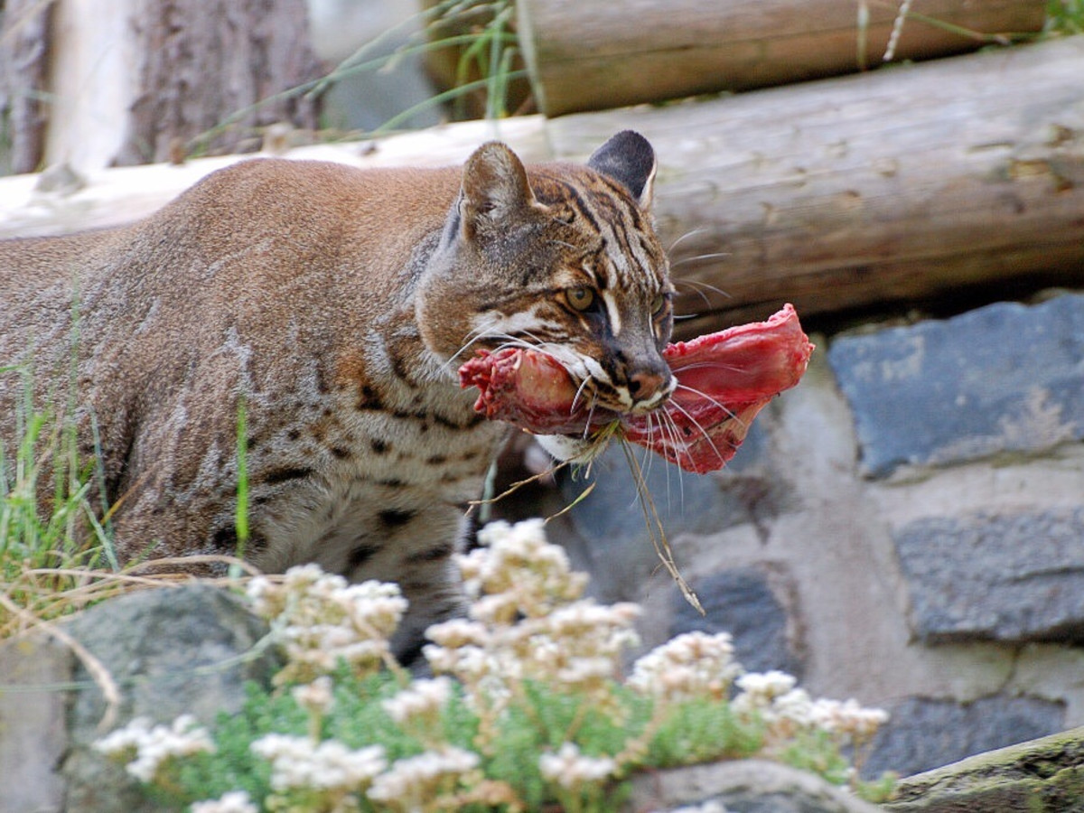 Do Asian Breeds of Cat Chew: Surprising Facts You Must Know