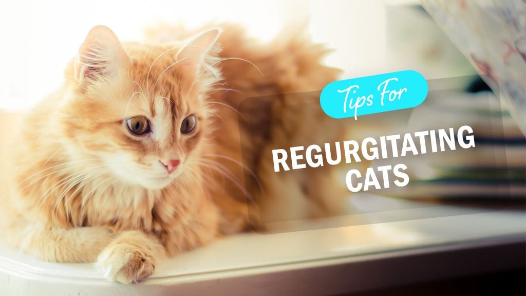 Do Cats Always Groom After Eating? Surprising Truth Revealed!