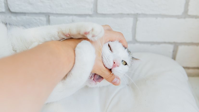Do Cats Bite When They Groom