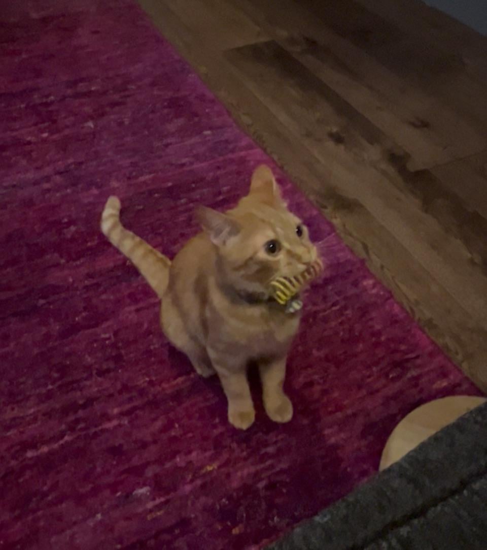 Do Cats Carry Toys in Their Mouth: Surprising Reasons Explained