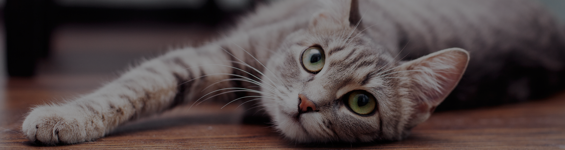 Do Cats With Asthma Groom Excessively? Surprising Truth Revealed