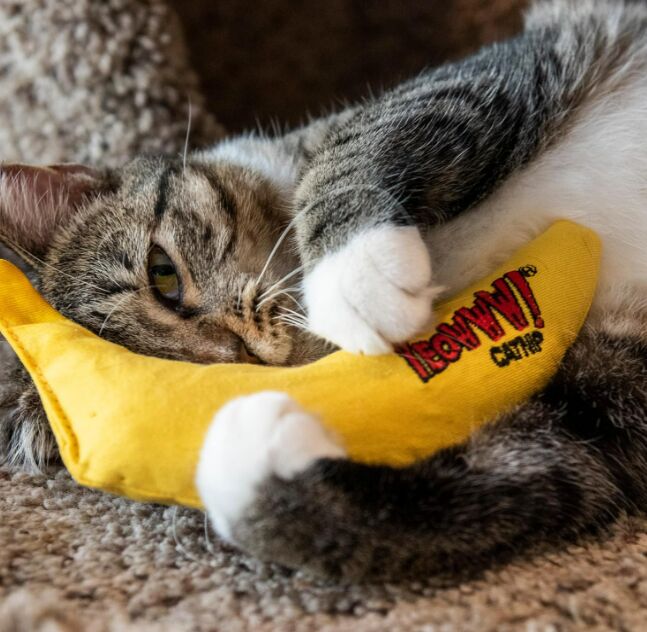 Do Cats Enjoy Catnip Toys? Surprising Facts Revealed!