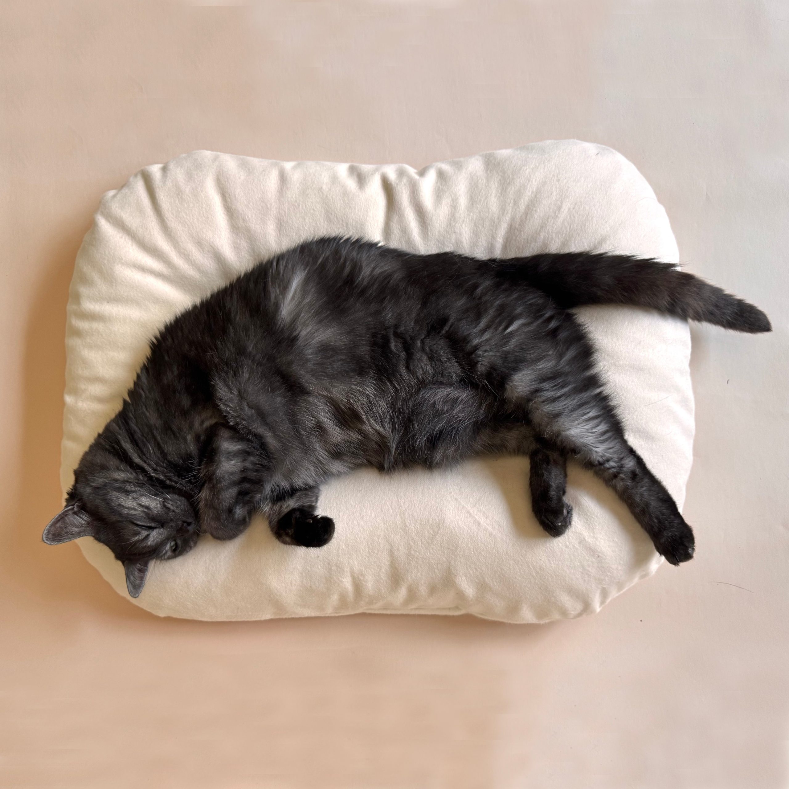 Do Cats Fall Asleep After Grooming? Surprising Facts Revealed
