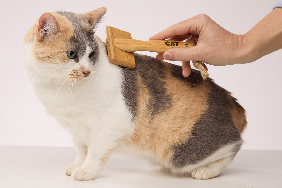 Do Cats Groom Less If You Groom Them Often