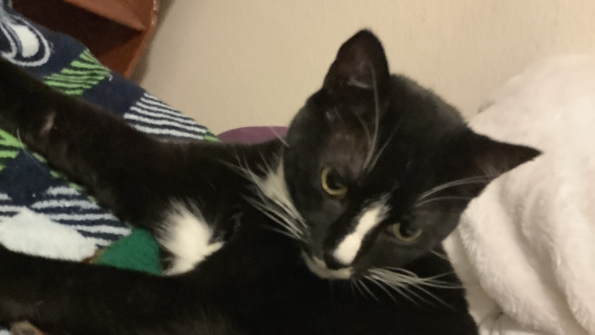 Do Cats Hump Their Toys: Surprising Reasons Explained!