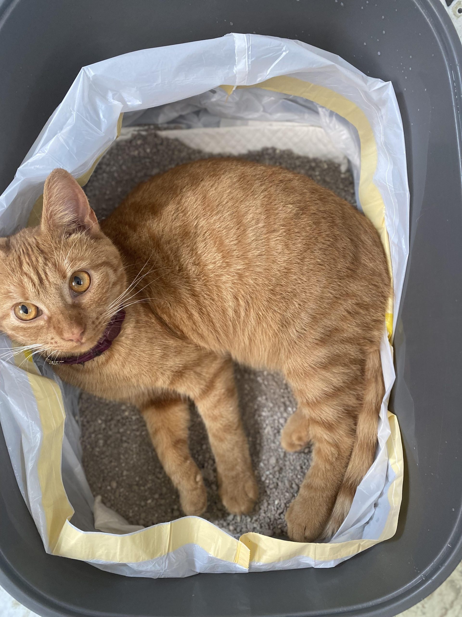 Do Cats Instinctively Use Litter Box: Surprising Truth Revealed