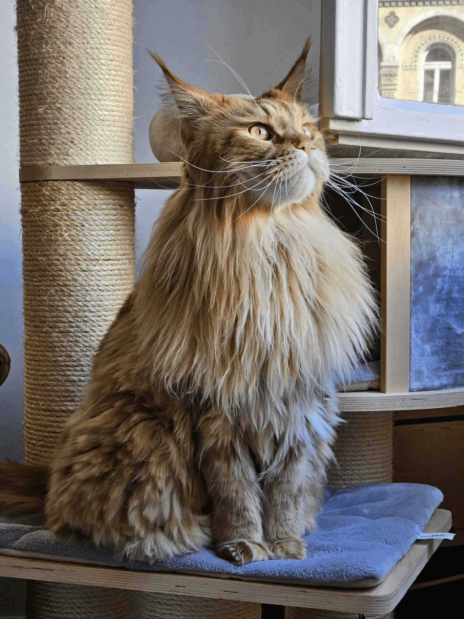 Do Cats Knot When Breeding: Essential Facts Every Owner Should Know