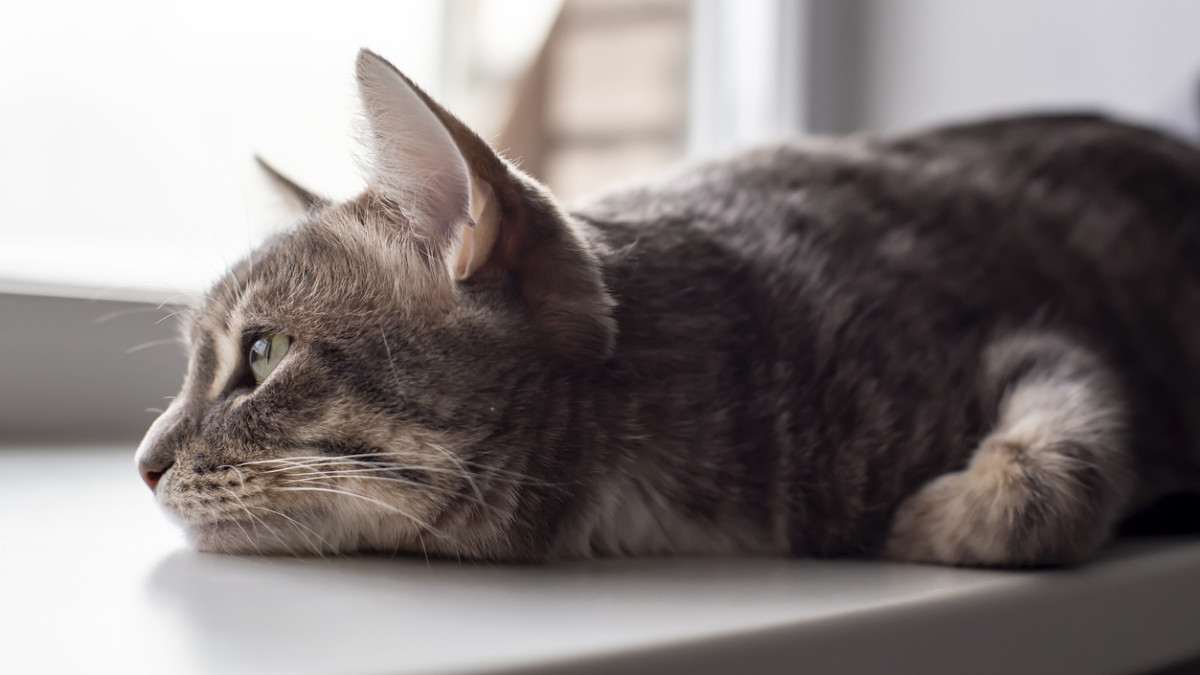 Do Cats Stop Grooming When Depressed: Warning Signs & Solutions