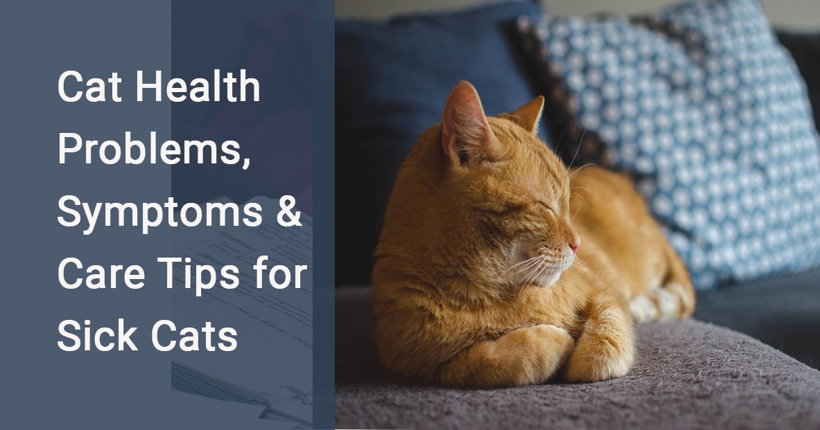 Do Cats Stop Grooming When Sick