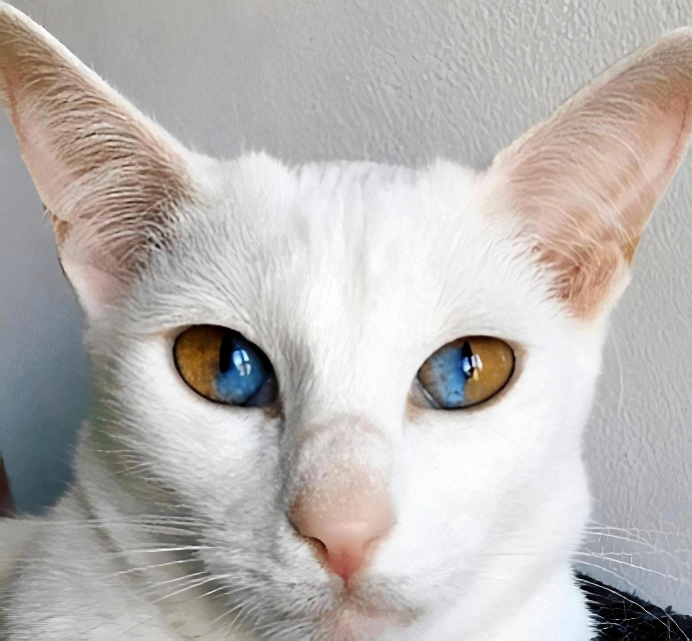 Do Certain Breeds of Cats Have Color Changing Eyes? Stunning Facts!
