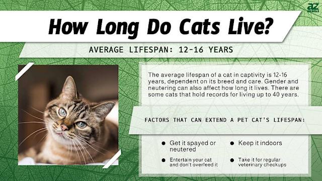 Do Certain Cat Breeds Have Different Life Expectancy