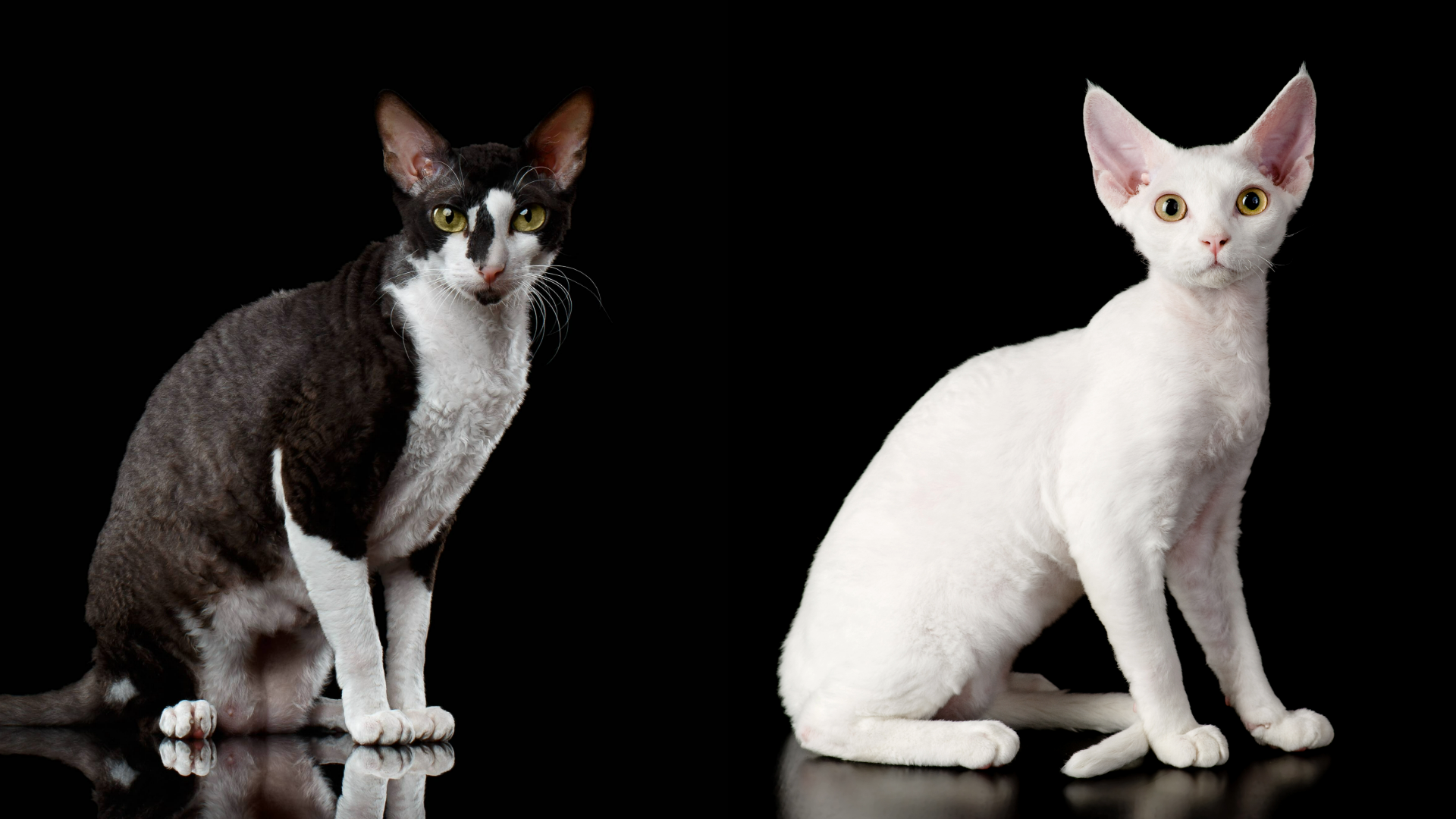 Do Devon Rex Cats Groom More? Surprising Facts Revealed!
