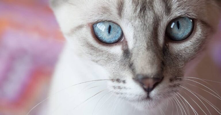 Do Different Cat Breeds Effect Seeing Colors? Discover the Truth!