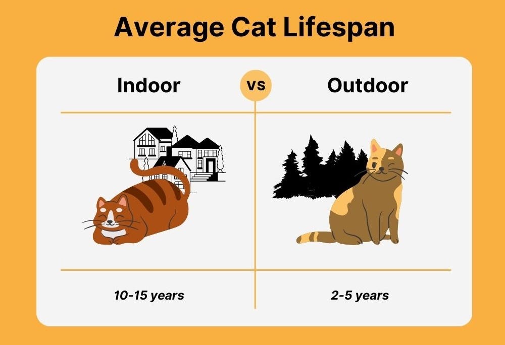 Do Different Cat Breeds Have Different Life Spans