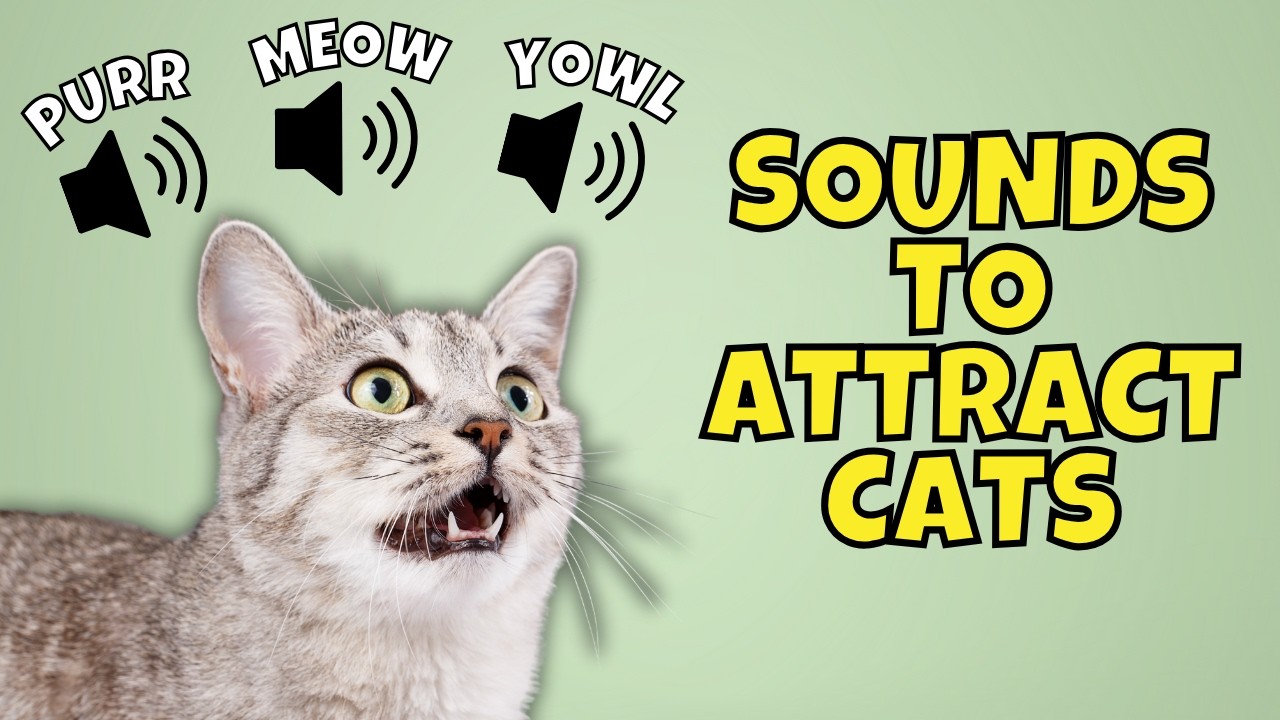 Do Different Cat Breeds Meow? Surprising Facts Revealed!