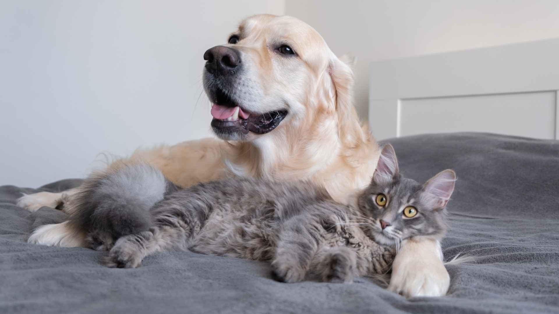 Do Dogs Groom Like Cats