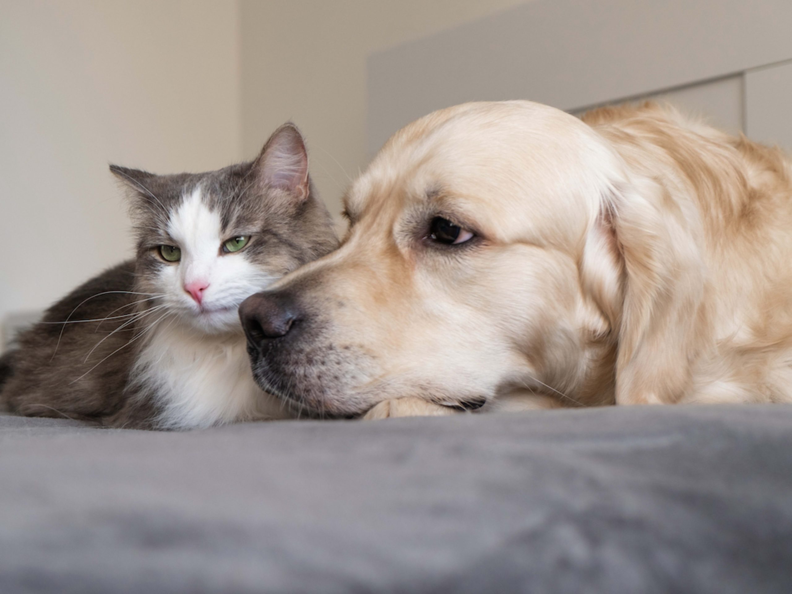 Do Dogs Groom Their Faces Like Cats