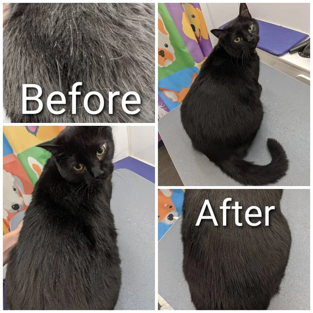 Do Dying Cats Groom Themselves