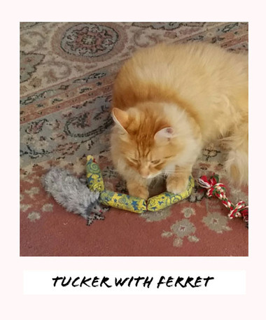 Do Ferrets Like Cat Toys
