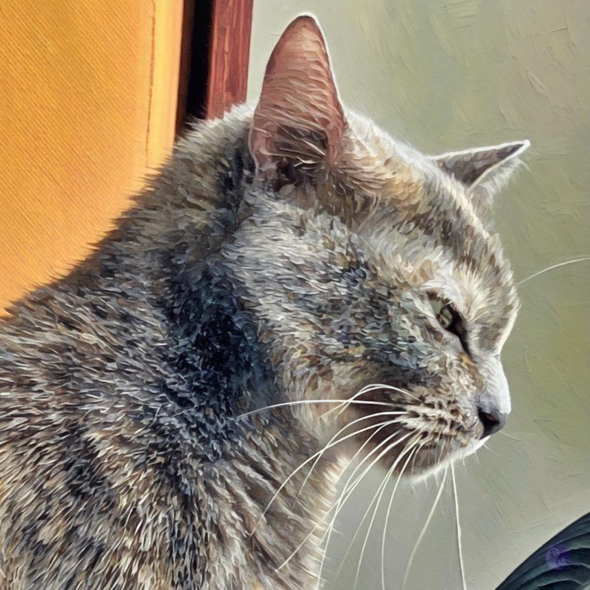 Do Flat Face Cats Have Health Problems