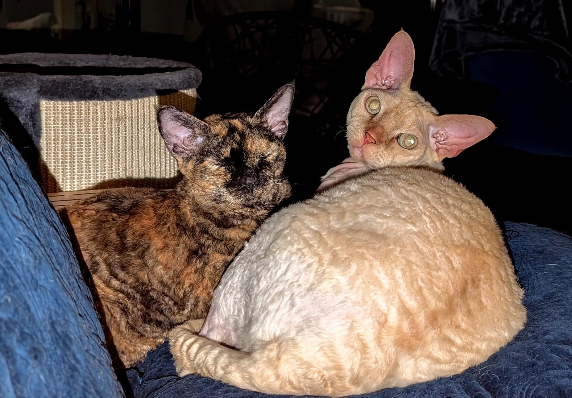 Do I Have to Take a Cat to Groomer