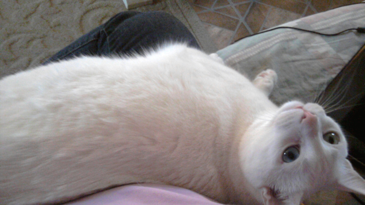 Do I Need to Groom My Short Haired Cat: Essential Care Tips