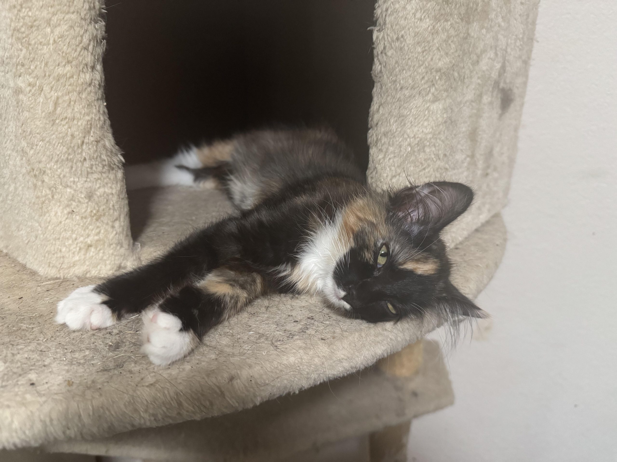 Do Male Calico Cats Have Health Problems