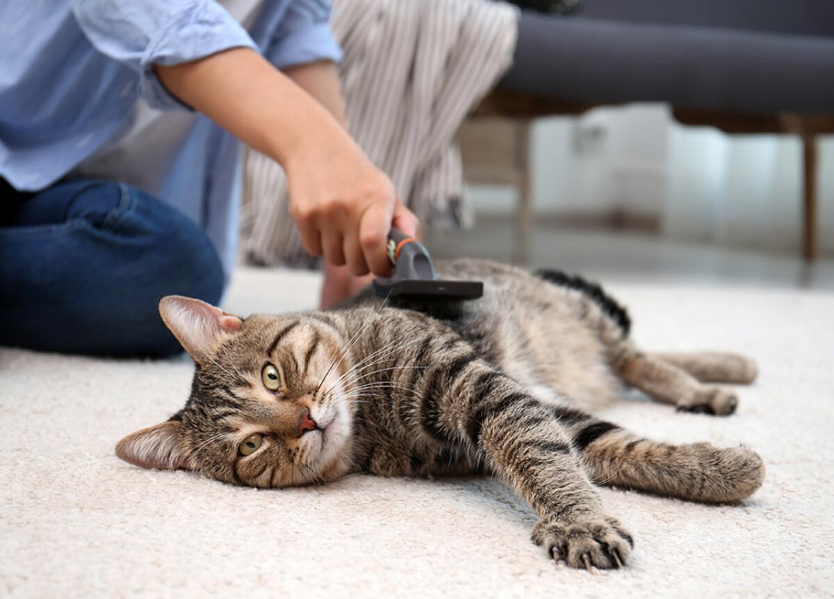 Do Pets at Home Groom Cats