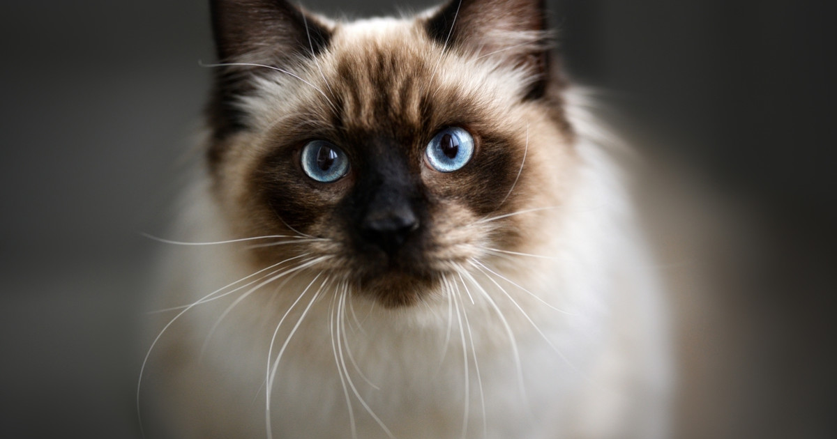 Do Ragdoll Cats Need Professional Grooming