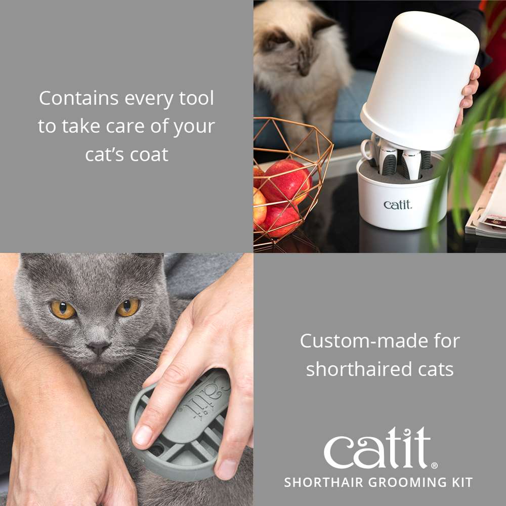 Do Short Haired Cats Need to Be Grooming? Essential Tips Revealed