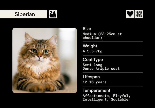 Do Siberian Cats Need Grooming