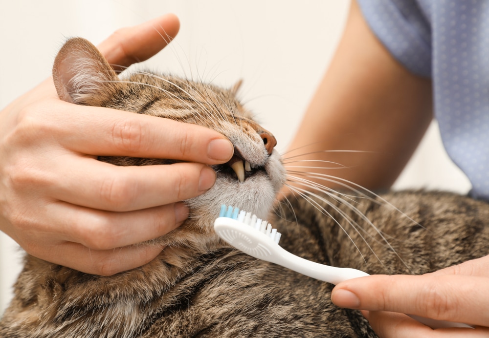 Do Some Cat Breeds Have More Dental Issues Than Others? Find Out!