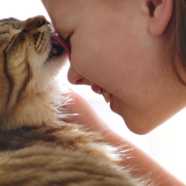 Do Some Cat Breeds Lick More Than Others? Surprising Insights!