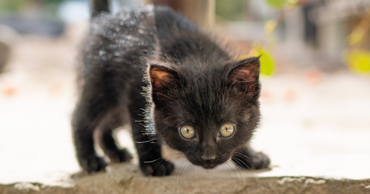 Do Stray Cats Like Toys: Surprising Facts Every Cat Lover Should Know