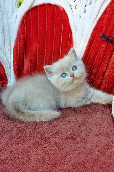 Do the British Have a History of Breeding Cats