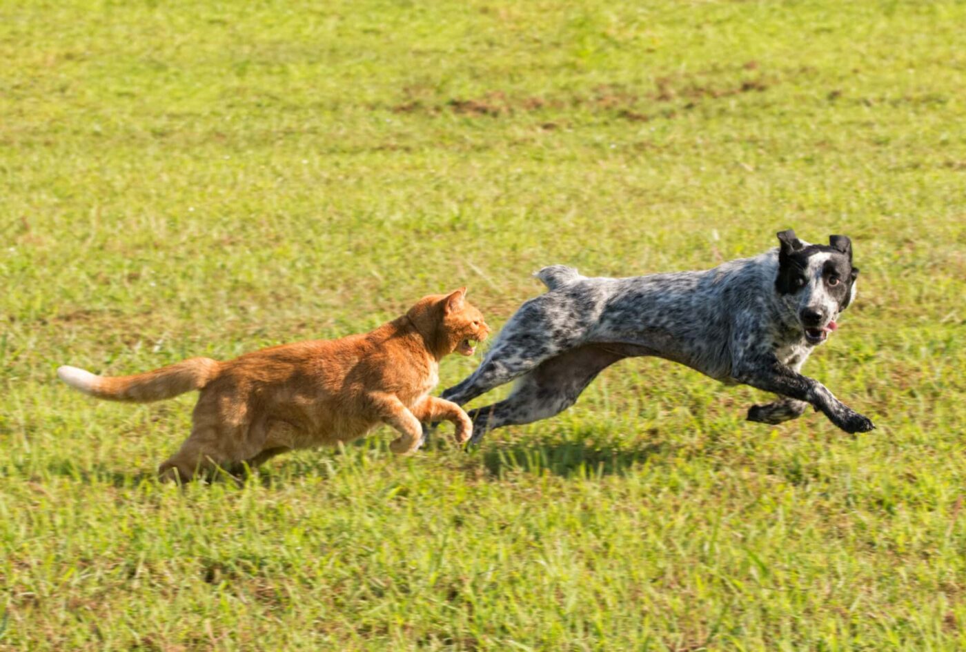 Do Toy Fox Terriers Get along With Cats