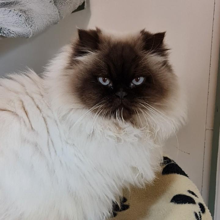 Does a Groomer Sedate Cat