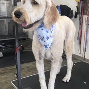 Does Anyone Do Cat Grooming in Fortuna Ca? Discover Top Services!