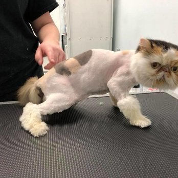 Does Grooming Haven in Newburgh in Groom Cats: Expert Tips Revealed