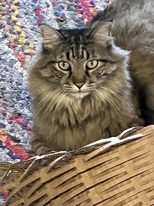 Does Kong Zoom Groom Work for Maine Coon Cats