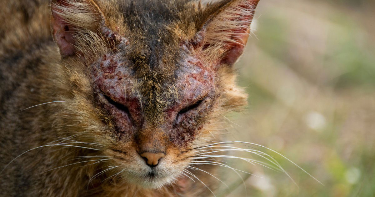Does My Cat Have Mange Or Just Excessive Grooming? Key Signs Revealed